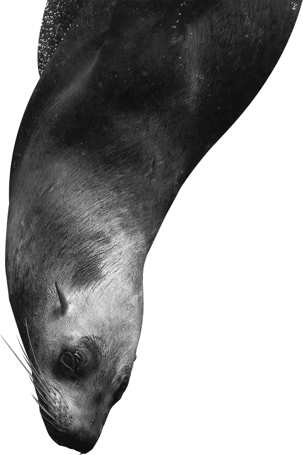 foca-recorte